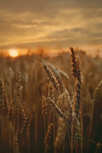 Comment aromatiser l&rsquo;orge, idées de cuisine pour ce grain entier sain