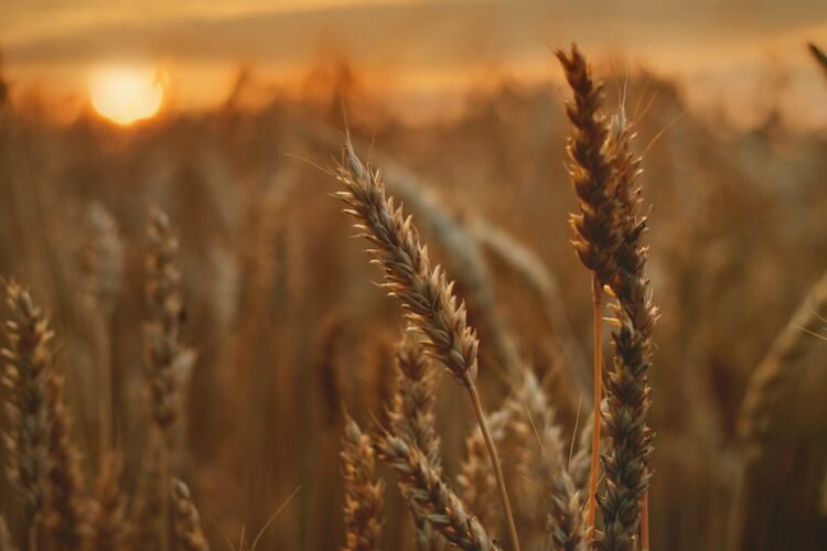 Comment aromatiser l&rsquo;orge, idées de cuisine pour ce grain entier sain