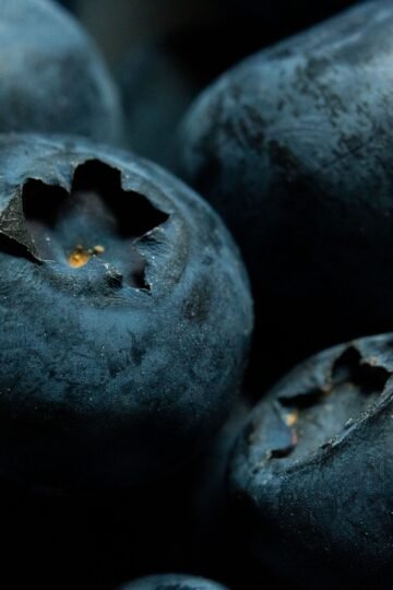 Une nouvelle étude révèle que les myrtilles favorisent la santé cardiaque et intestinale