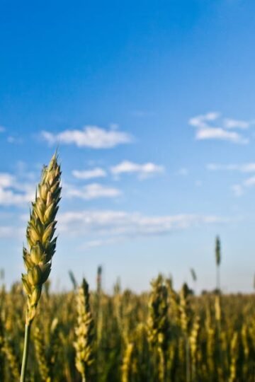 Hachis Parmentier au Poulet Fumé et Poivrons Doux