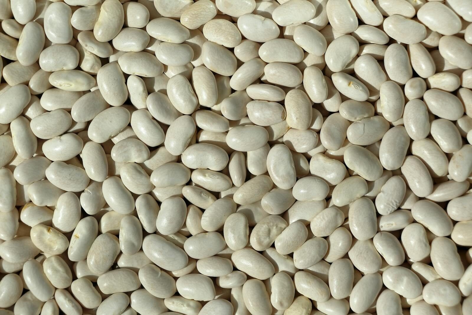 High-resolution image of white beans, ideal for culinary and agricultural themes.