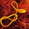 « Il faut empêcher qu’Ebola ne devienne une menace régionale et internationale »