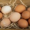 Manger des oeufs tous les jours : quels risques, quels bénéfices ?