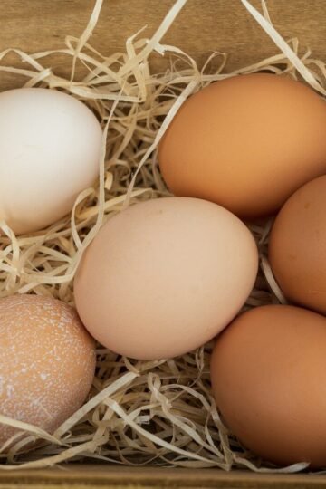 Manger des oeufs tous les jours : quels risques, quels bénéfices ?