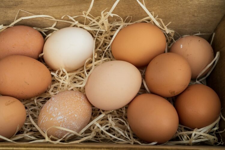 Manger des oeufs tous les jours : quels risques, quels bénéfices ?